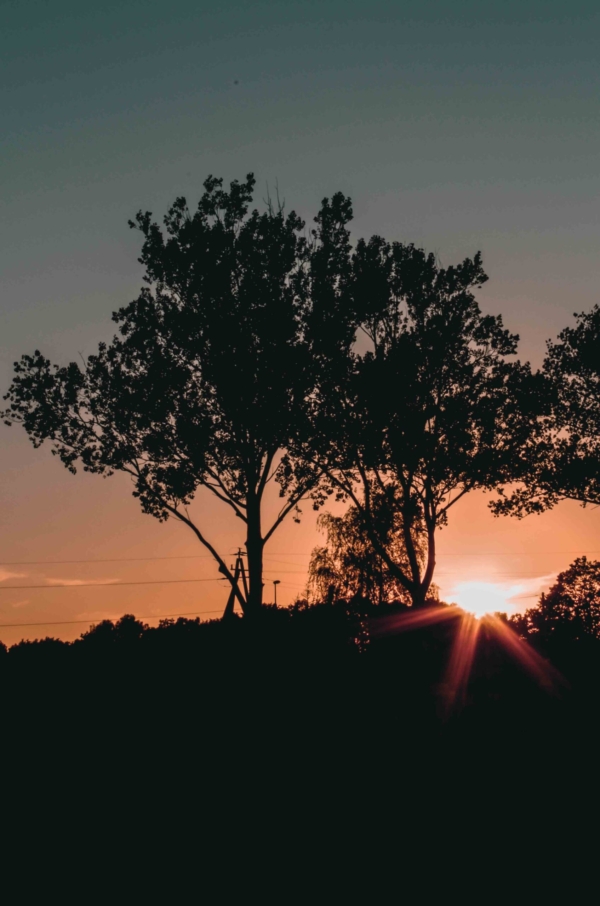 Moody tree photography
