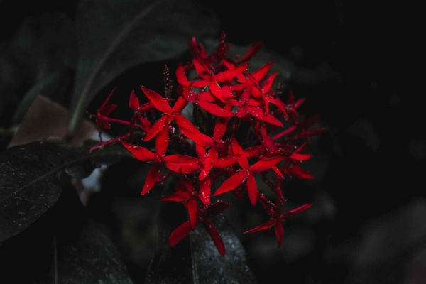 Moody flower photography