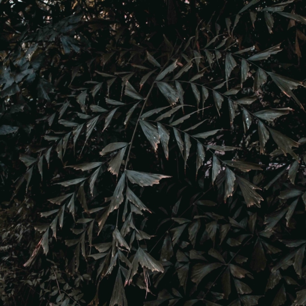 Moody flower photography