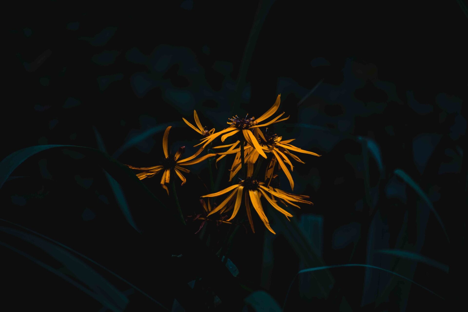 Moody flower photography