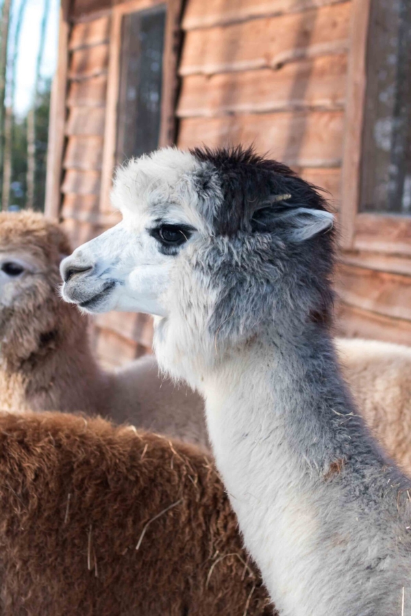Barwikowe Alpaki