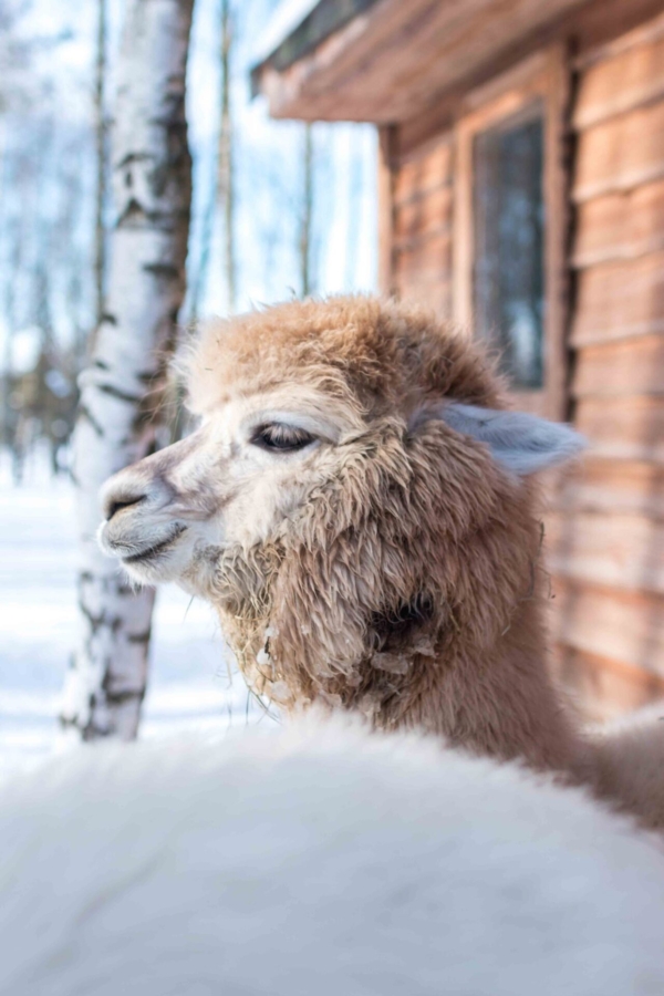 Barwikowe Alpaki