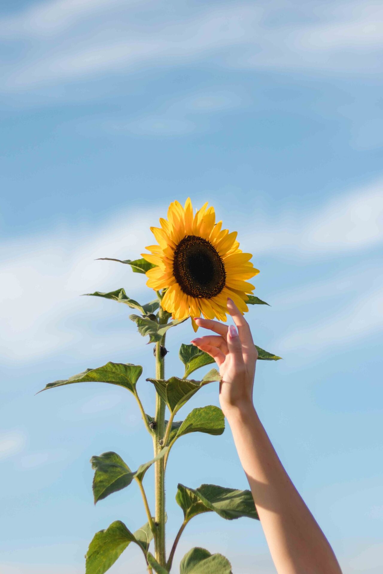 Sunflower photoshoot