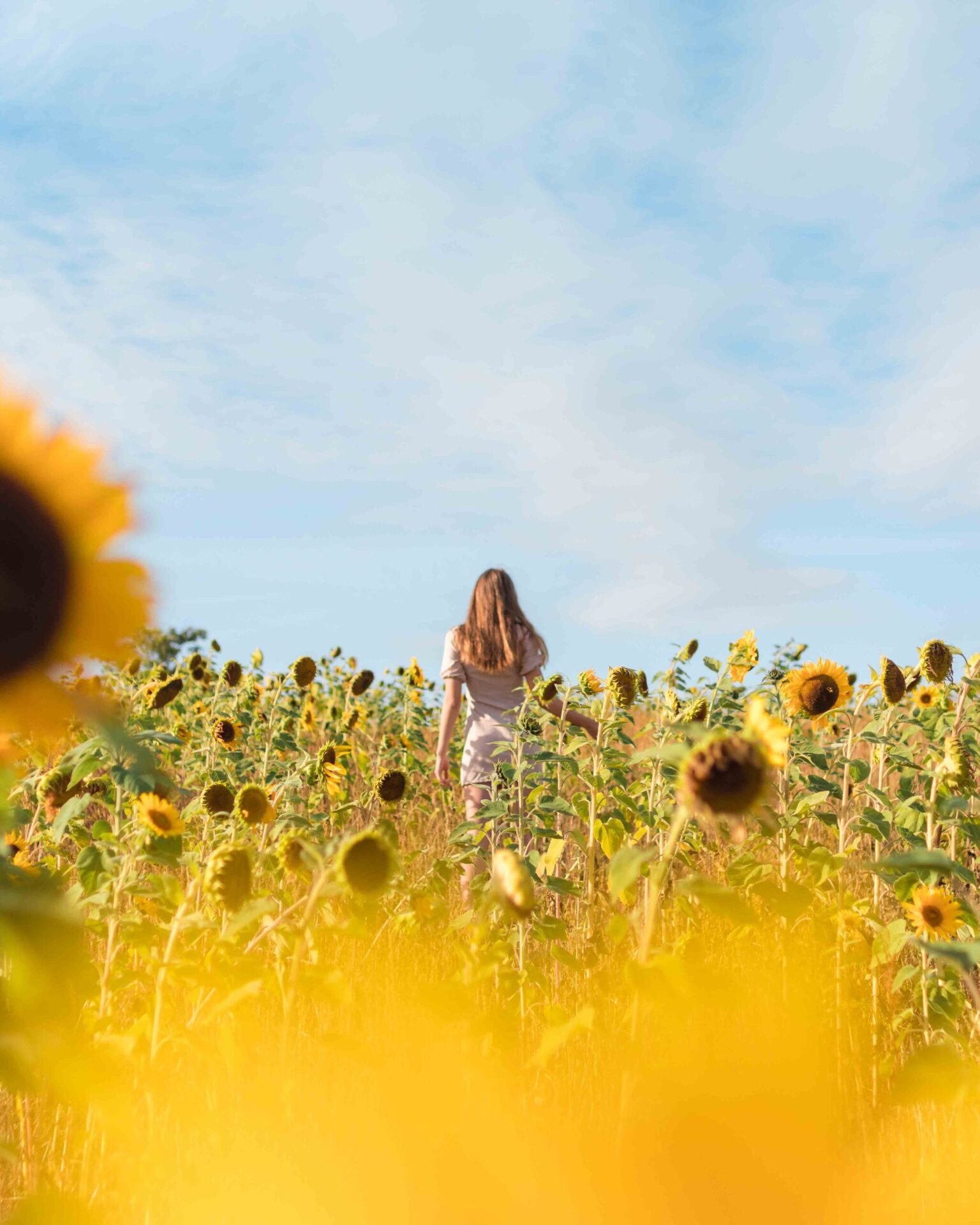 Sunflower portrait photoshoot