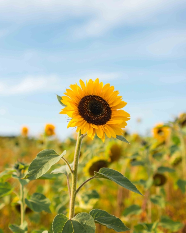 Sunflower photoshoot