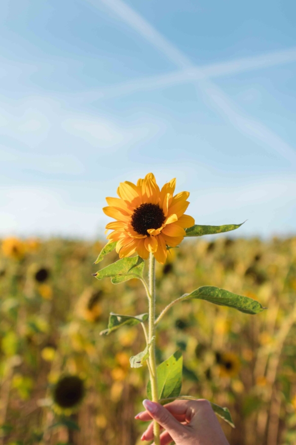 Sunflower photoshoot